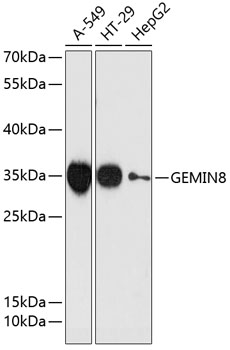 Валидация Elabscience E-AB-64802