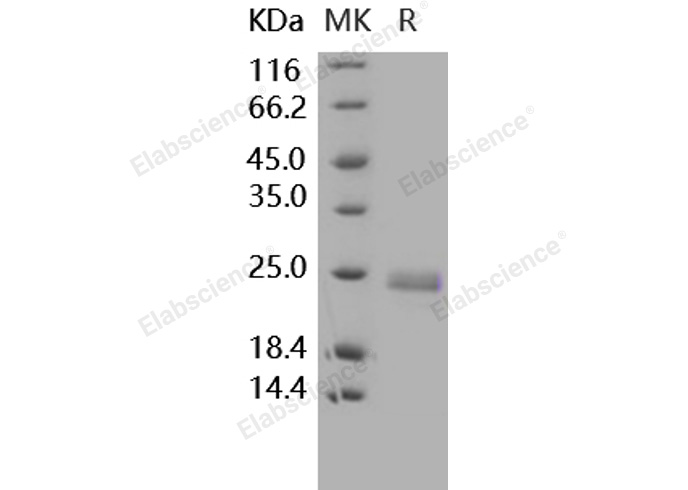 Валидация Elabscience PKSH031639(2296)