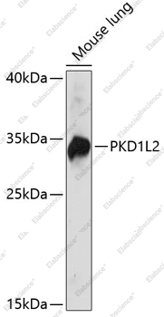 Вестерн-блоттинг, PKD1L2, ткань легкого мыши