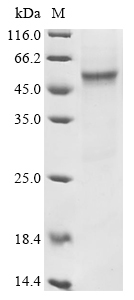 SDS-PAGE