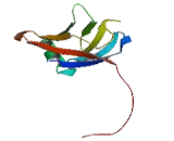 Protocadherin Beta 1 (PCDHb1) Protocadherin Beta 1 (PCDHb1)