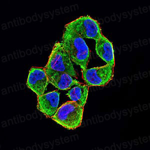 Валидация IF - AntibodySystem RHE37709