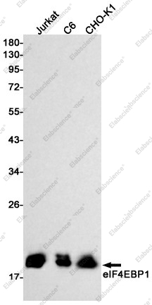 Вестерн-блоттинг, eIF4EBP1, клетки Jurkat, C6, CHO-K1