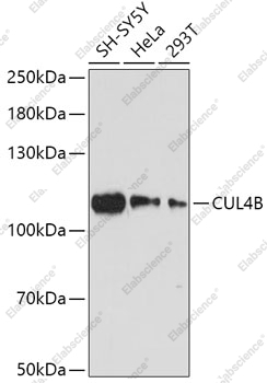 Вестерн-блоттинг, CUL4B, различные клеточные линии