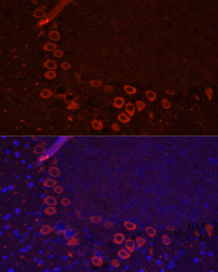 Валидация Elabscience E-AB-67504