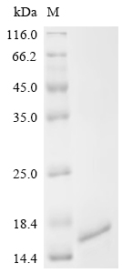 SDS-PAGE