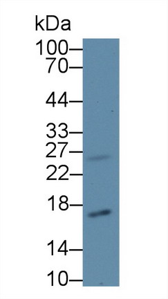 8520