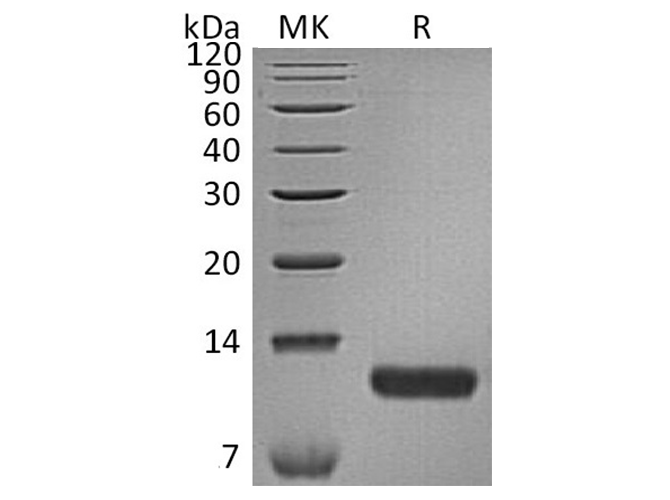 Валидация Elabscience PKSH033735(4013)