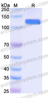 AHC09602, SDS-PAGE