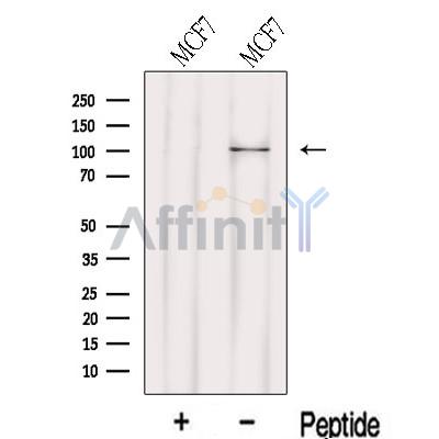 Валидация Affinity DF13122 - 8037