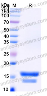 YHH02601, SDS-PAGE