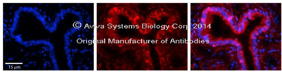 Валидация AssayVector ARM1902(2632)