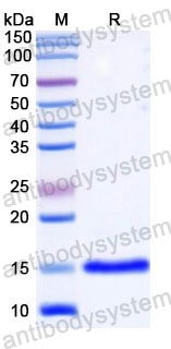 Валидация SDS-PAGE - AntibodySystem RHD17203