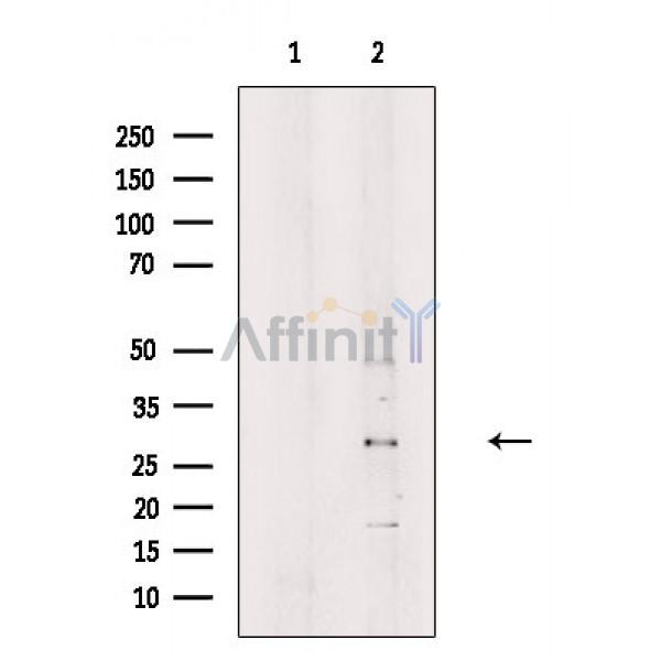 Валидация Affinity DF9054 - 21310