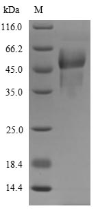 SDS-PAGE