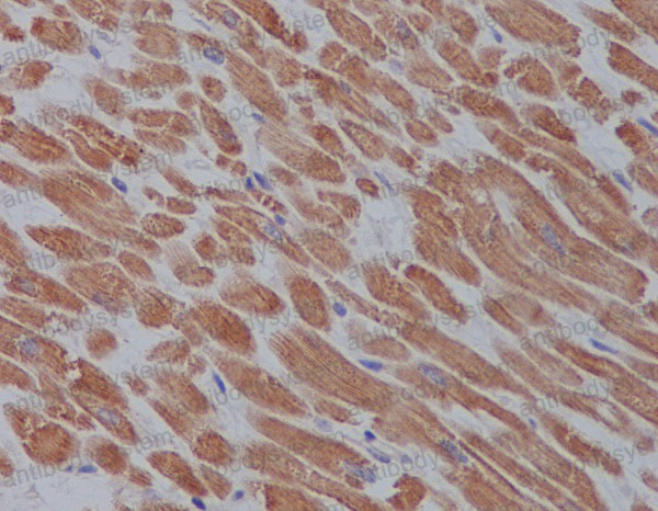 Валидация AntibodySystem RHB18102