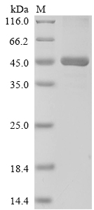 SDS-PAGE