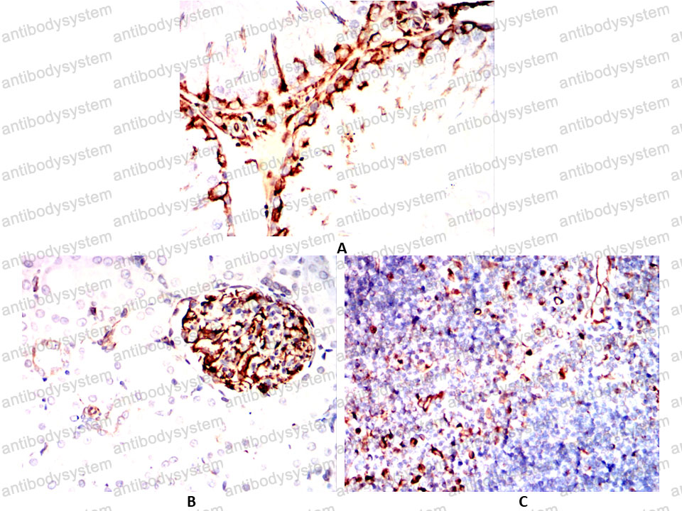 Валидация AntibodySystem RHJ04003 (3326)
