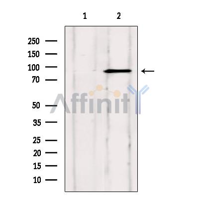 Валидация Affinity AF6121 - 3334