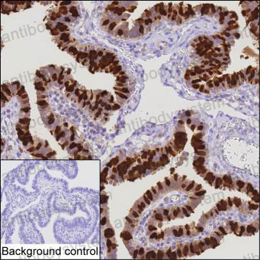 Валидация AntibodySystem RHG67501