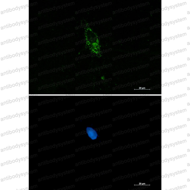 Валидация IF - AntibodySystem RHG86201