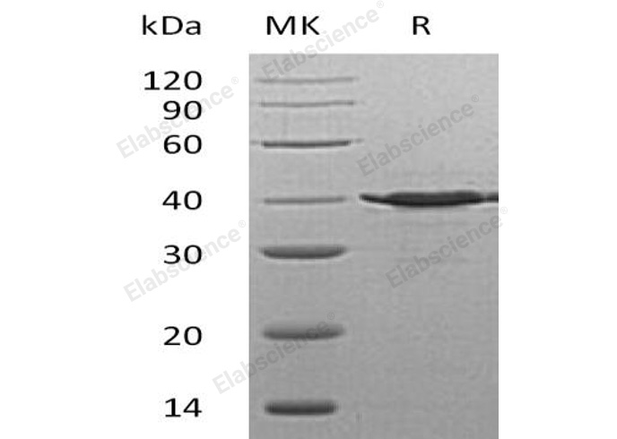Валидация Elabscience PKSH032483(2952)