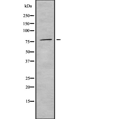 Валидация Affinity AF9164 - 4972