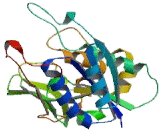 Beta-1,3-Glucuronyltransferase 1 (b3GAT1) Beta-1,3-Glucuronyltransferase 1 (b3GAT1)
