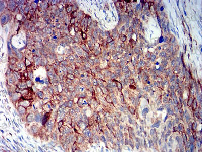 Валидация AntibodySystem RHN96501