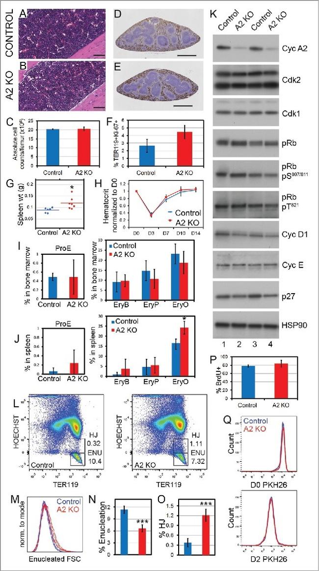 Валидация AssayVector ARM1350(959)