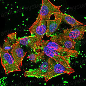 Валидация IF - AntibodySystem RHN84502