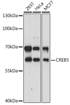 Валидация Elabscience E-AB-90915