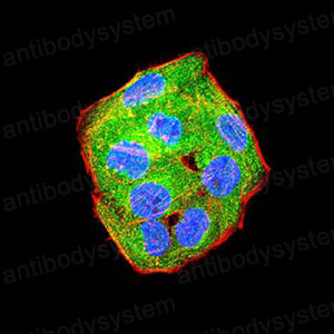 Валидация IF - AntibodySystem RHH02202