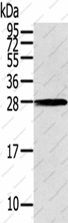 Вестерн-блоттинг, THAP3, клетки 231