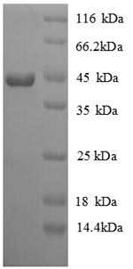 SDS-PAGE