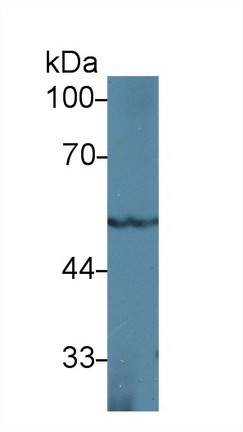 10014