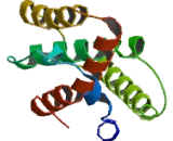 Interleukin 24 (IL24) Interleukin 24 (IL24)