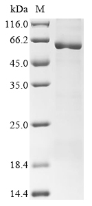 SDS-PAGE