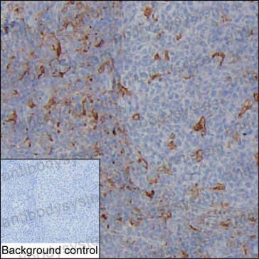 Валидация AntibodySystem RHP05501