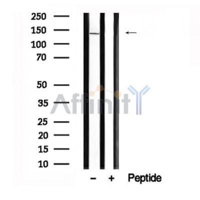Валидация Affinity AF7653 - 4331