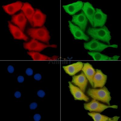 Валидация Affinity DF14667 - 10713