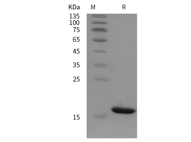 Валидация Elabscience PDEH100931(352)
