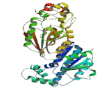 6-Phosphofructo-2-Kinase/Fructose-2,6-Biphosphatase 1 (PFKFB1)