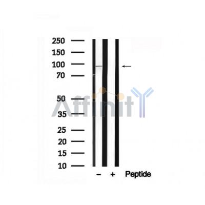 Валидация Affinity AF7540 - 4196