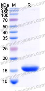 AHD46503, SDS-PAGE
