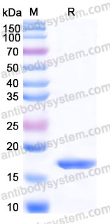 ATB94401, SDS-PAGE
