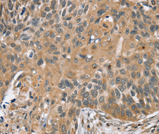 Валидация Elabscience E-AB-13574