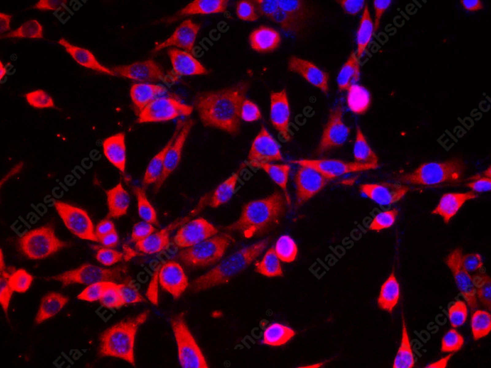 Иммунофлуоресценция, DNA-RNA hybrid, клетки HeLa