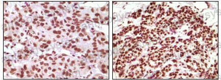 Валидация AntibodySystem RHC20002