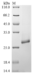 SDS-PAGE